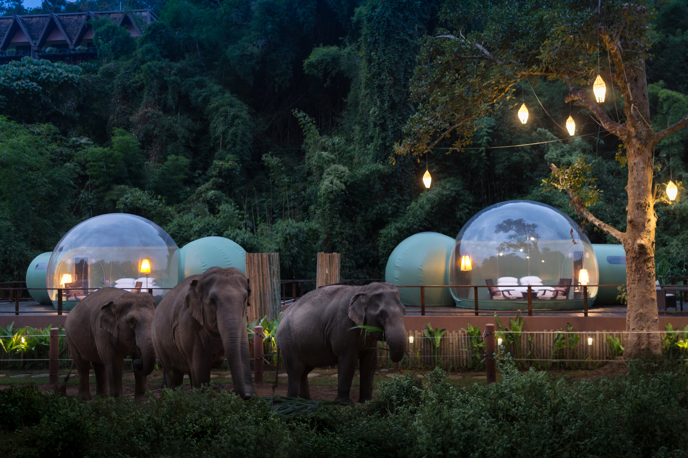 DISCOVER UNUSUAL PLACES TO STAY: Jungle Bubbles by Anantara Golden Triangle Elephant Camp & Resort 创意旅宿 - 入住泡泡屋与大象同游