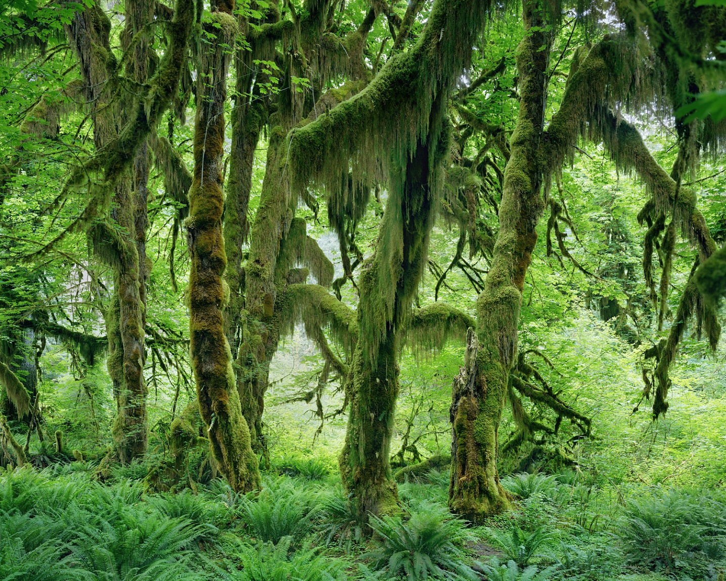 Maple Glade, Hoh Rain Forest, Olympic National Park, Washington 2017