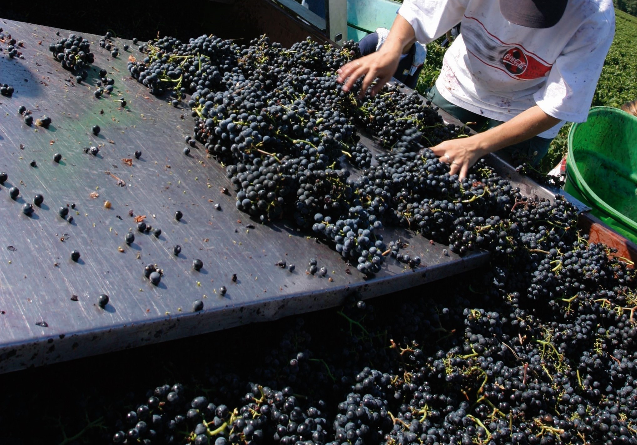 采收葡萄是农场大事，受到极端气候影响，每一年的葡萄收获状况不同，需要专业酿酒师的判断。