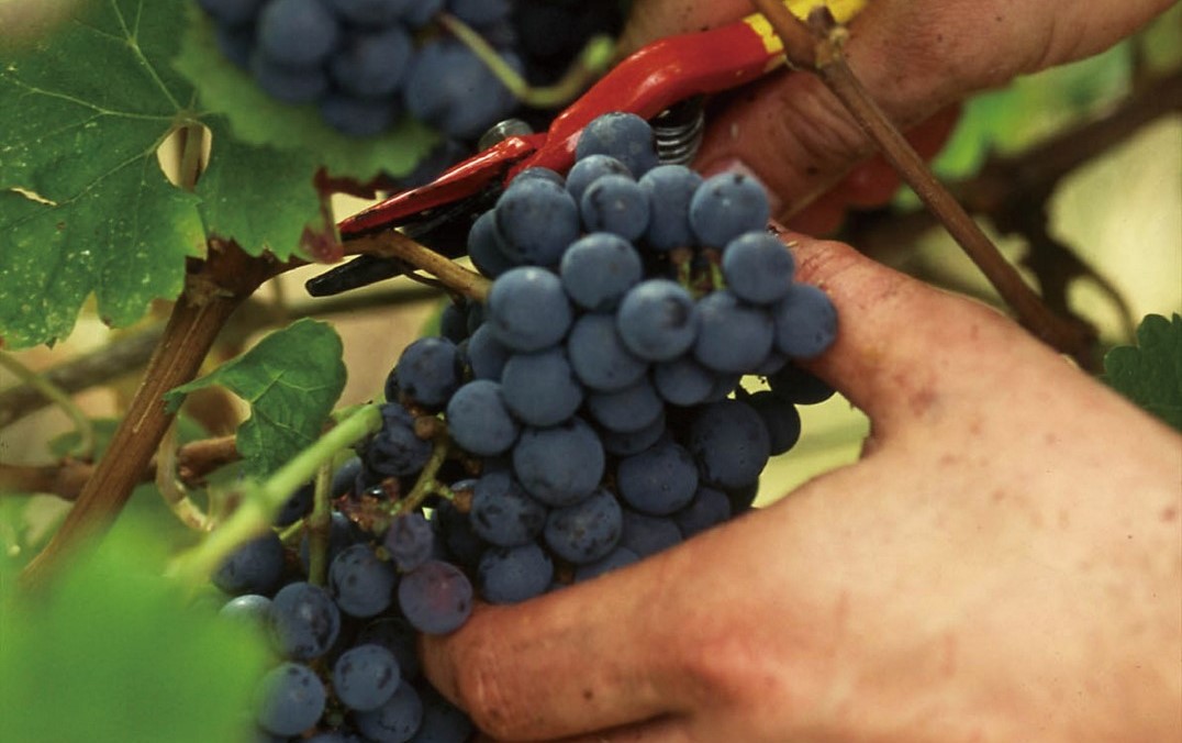 波尔多红葡萄品种以梅洛最多，卡本内苏维翁居次，葡萄混酿也是这里的最大特色。
