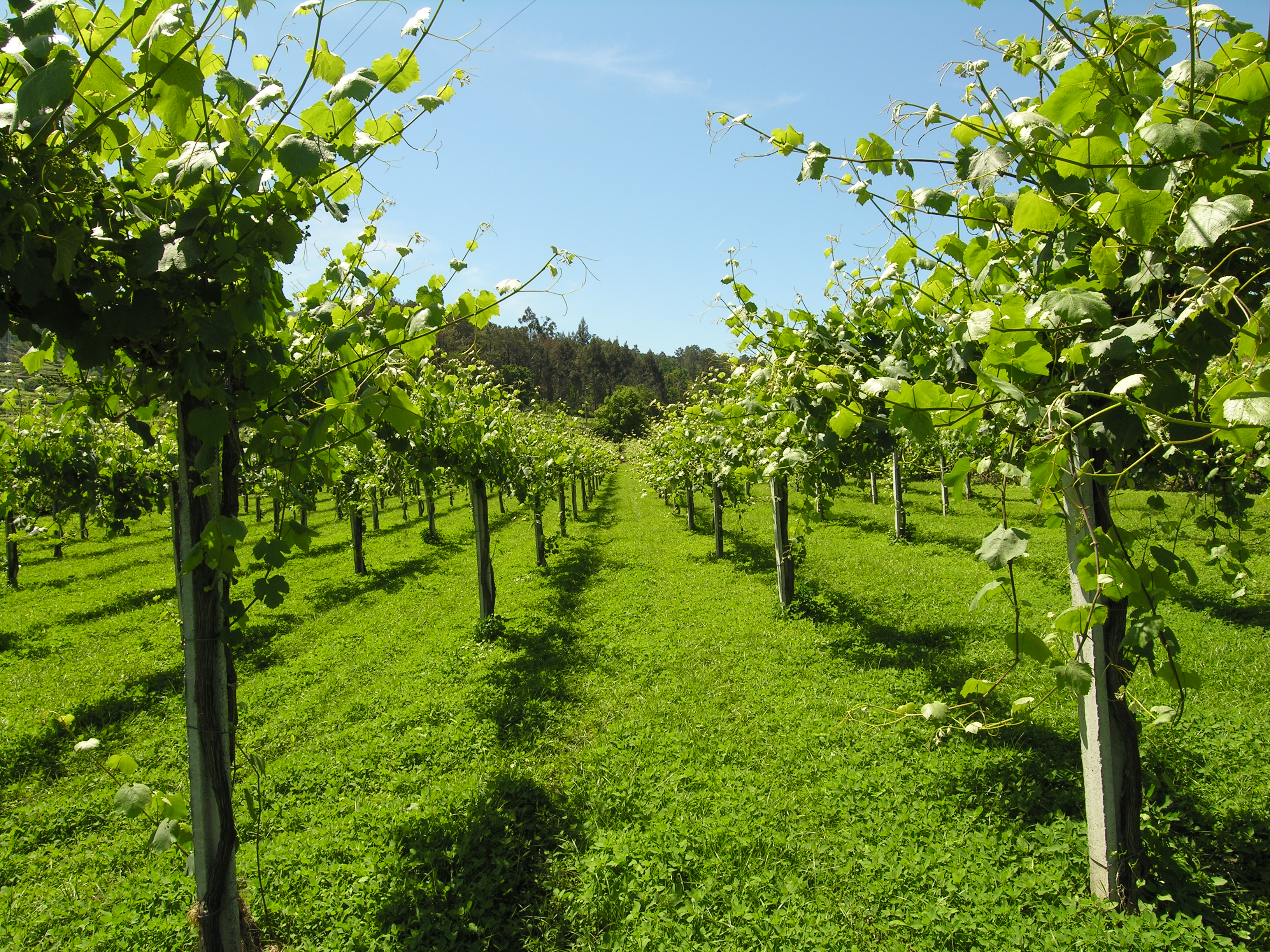 Sip into Summer with Chilled Vinho Verde 綠酒沁心，佐夏日饗宴