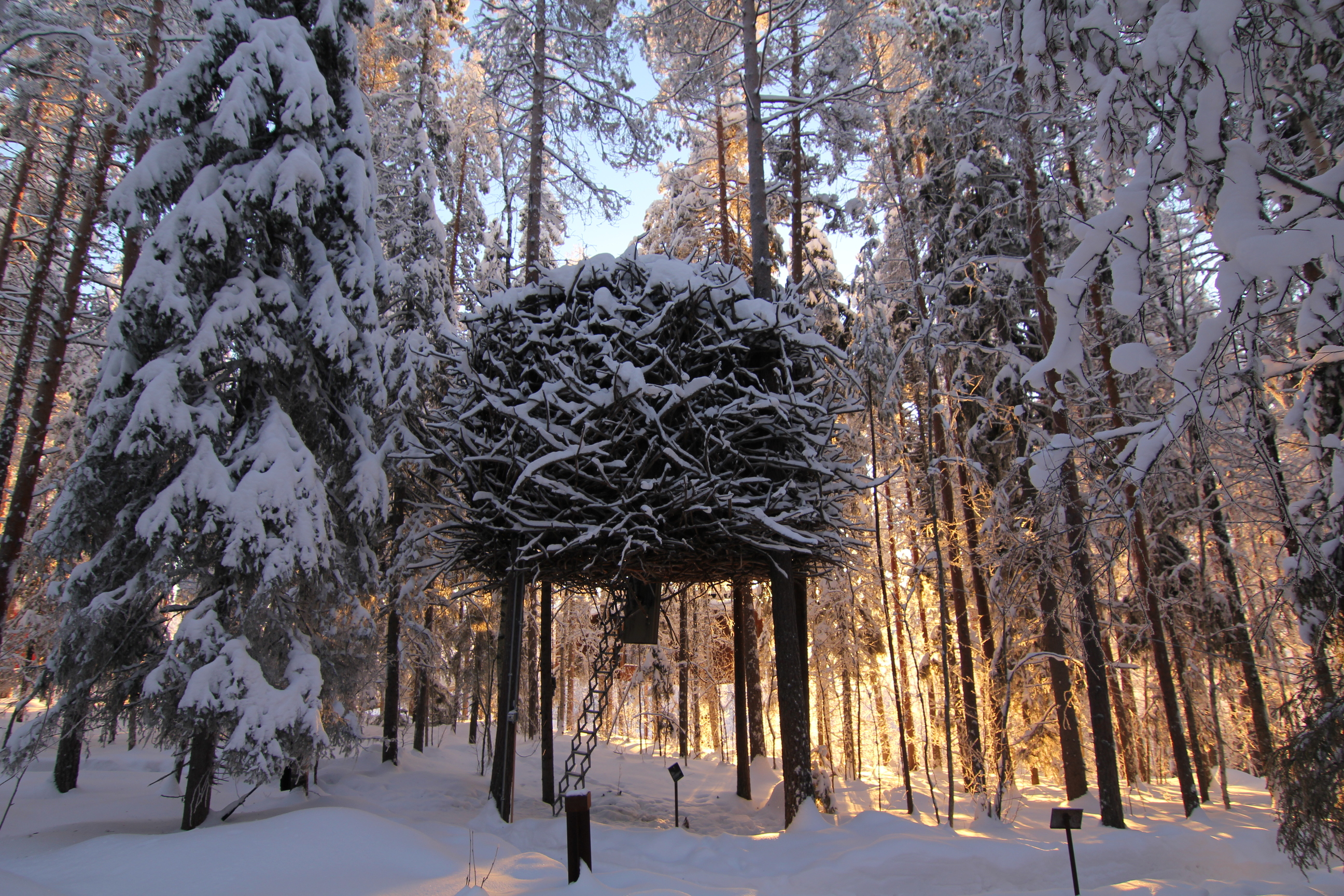 以大量树枝所建构出的 Bird's Nest 外观，让整个树屋自然而然成为森林景观的一部分。